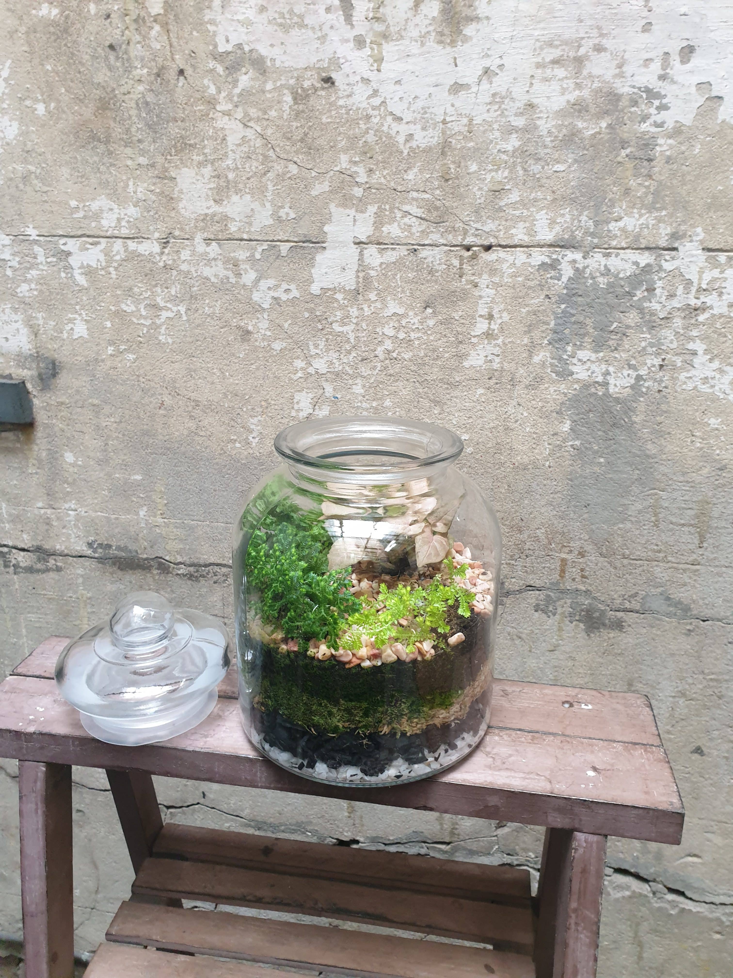 terrarium plants melbourne Terrarium gift delivery Melbourne, Buy Online