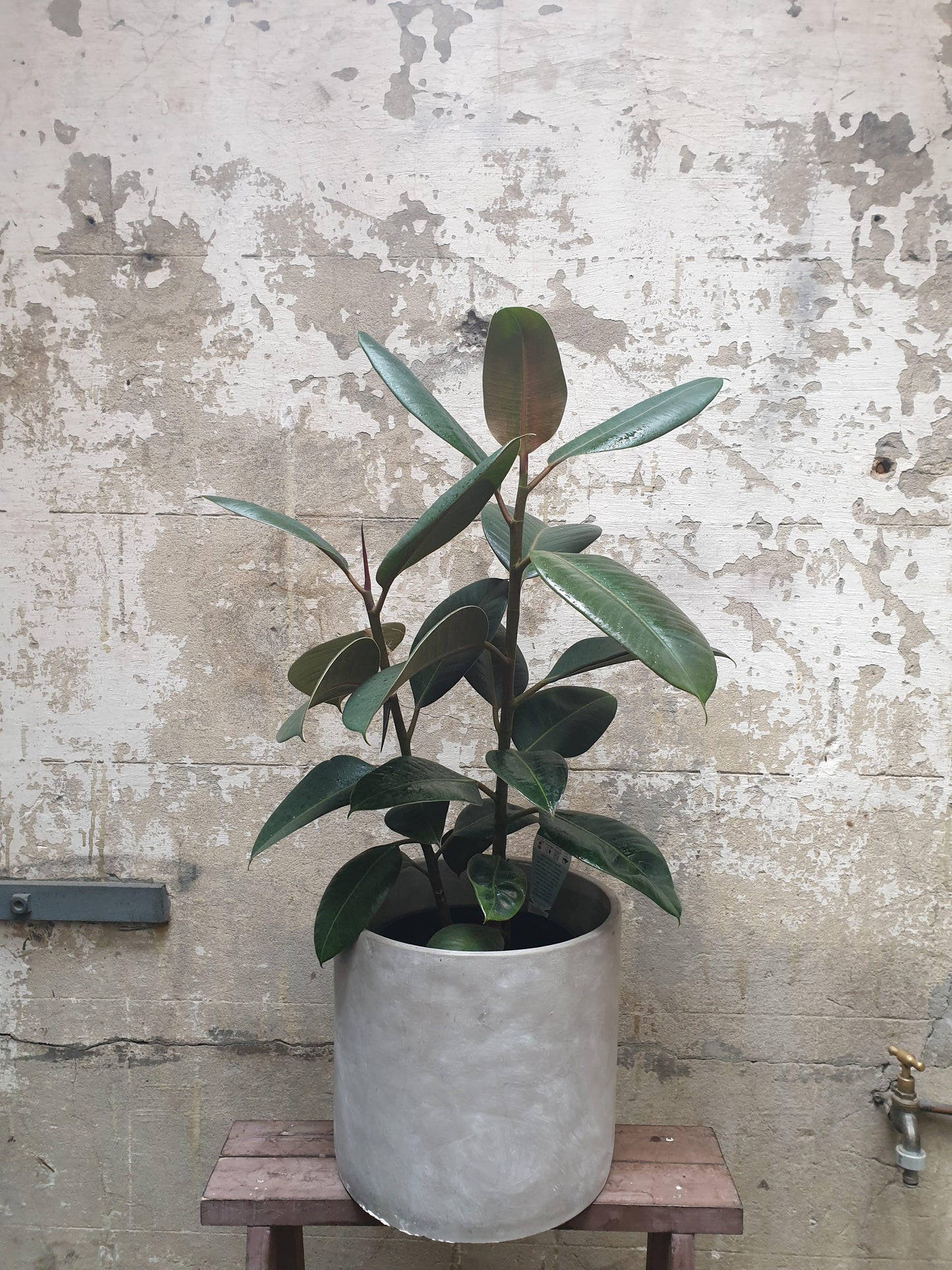 Rubber Plant - Living Gift