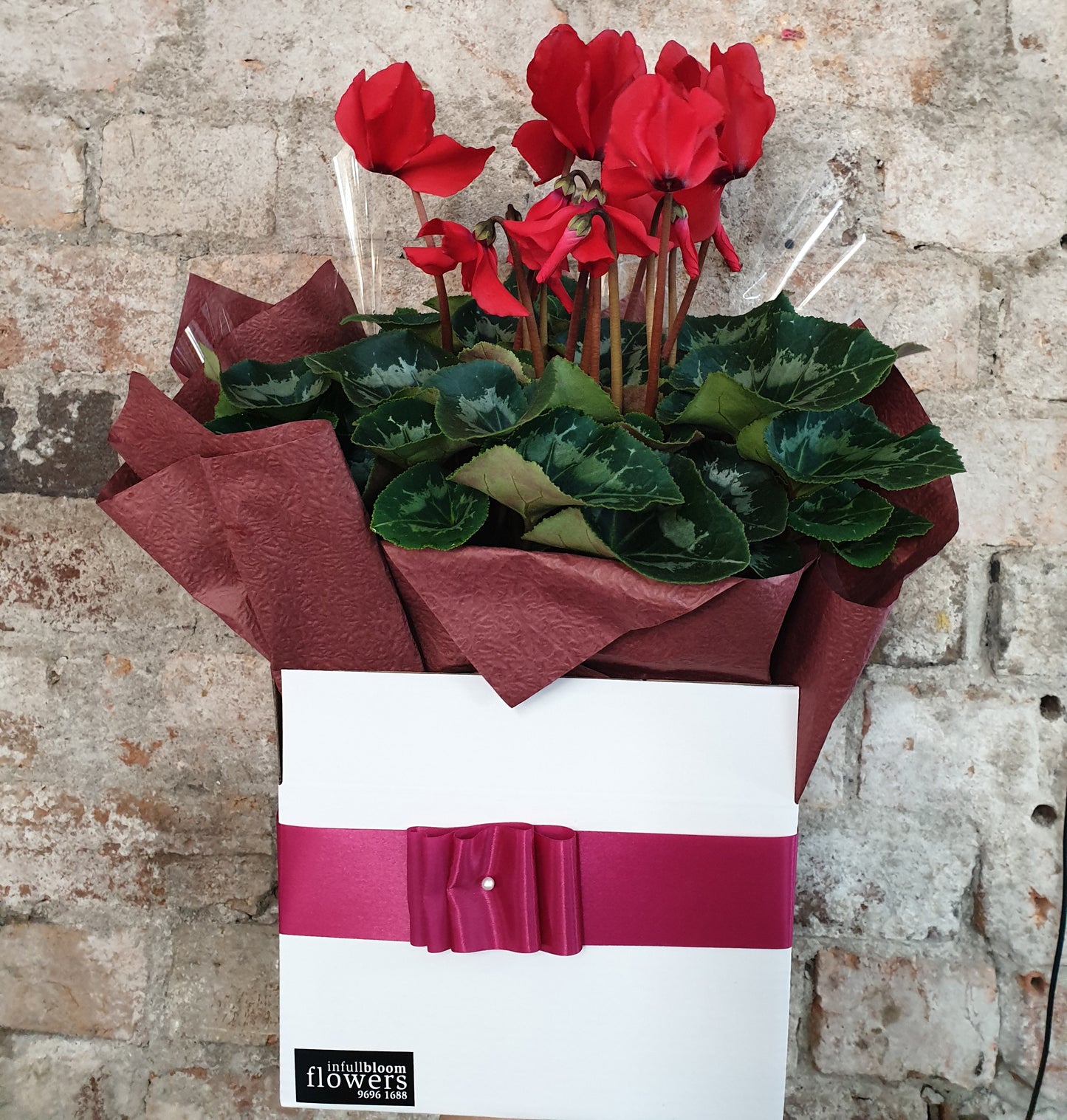Beautiful Cyclamen Living Plant