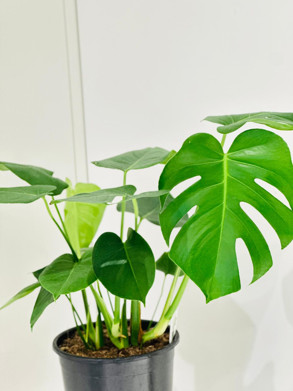 Monstera Plant