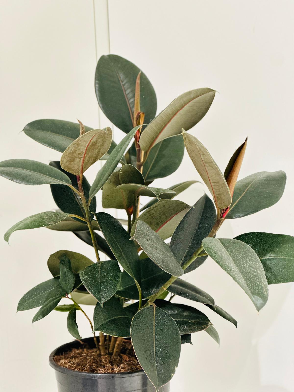 Rubber Plant