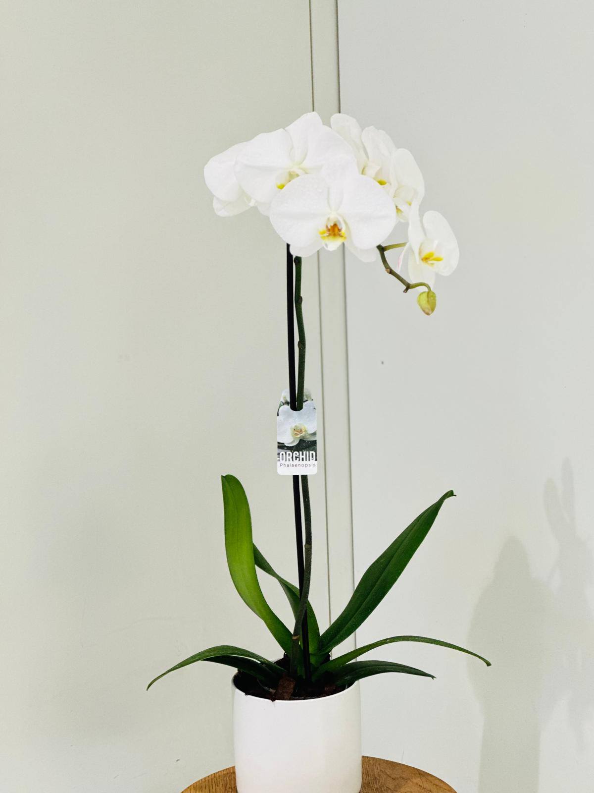White Orchid