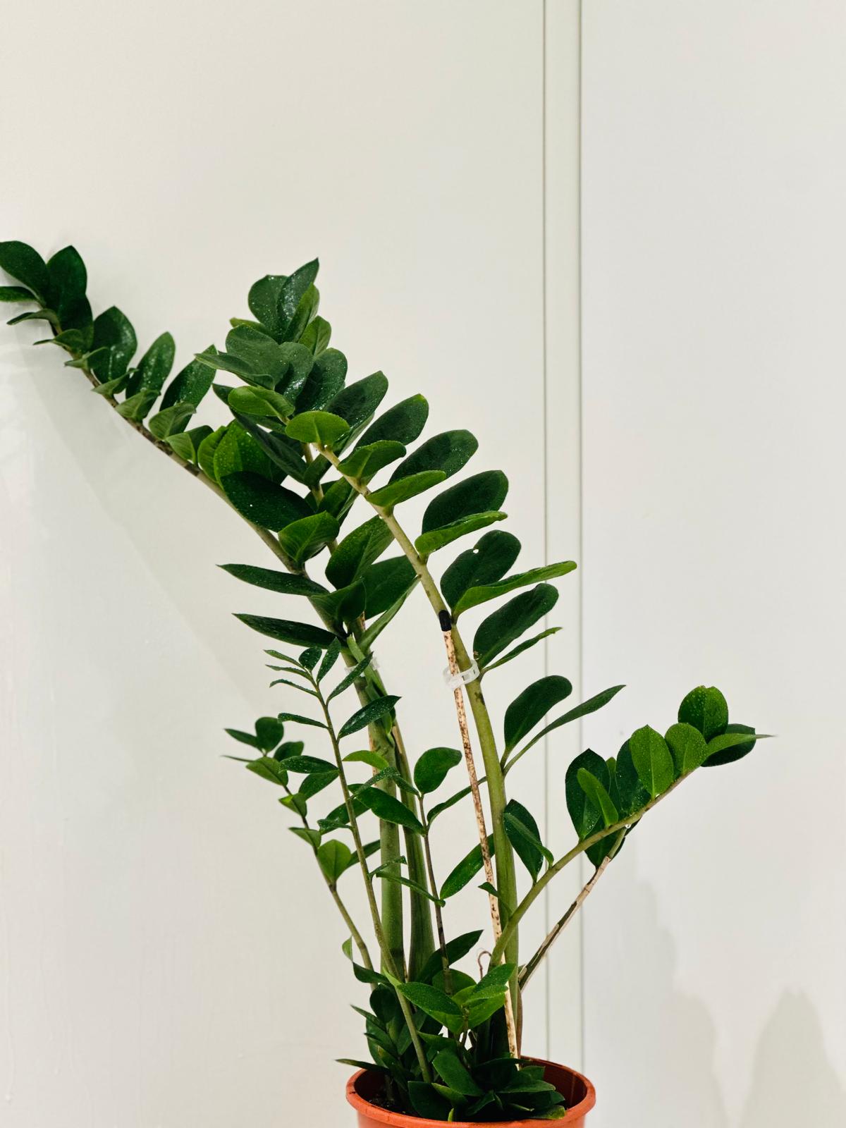 zz plant australia ZZ Plant
