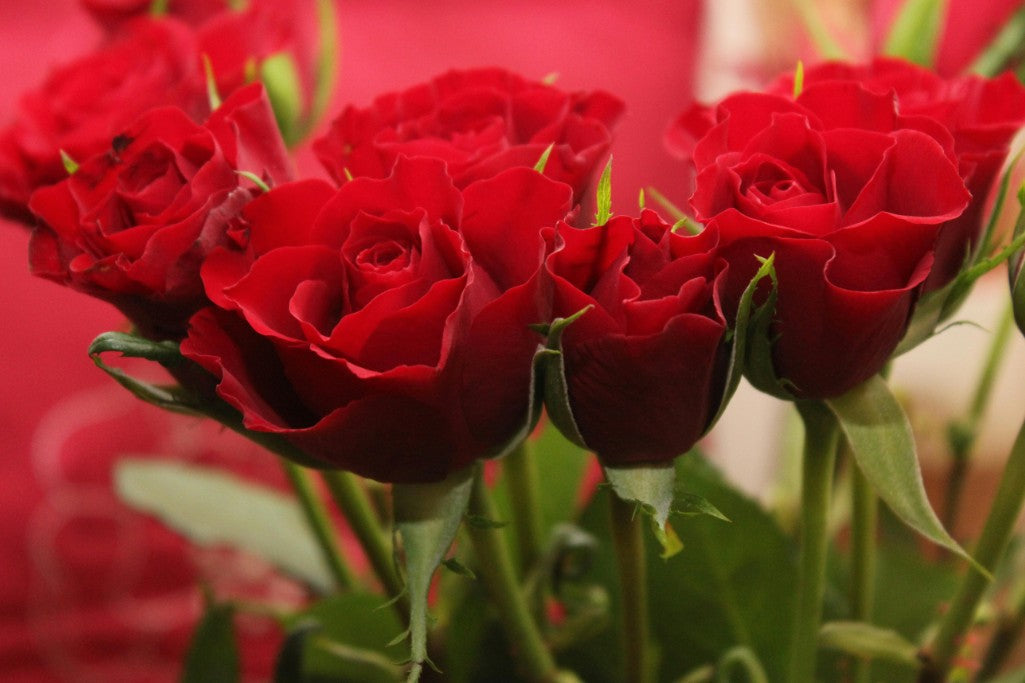 Best Valentine’s Day Flowers in Coburg: Top Bouquets & Same-Day Delivery