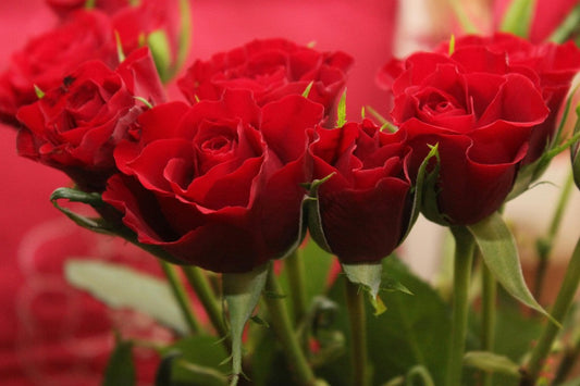 Best Valentine’s Day Flowers in Coburg: Top Bouquets & Same-Day Delivery