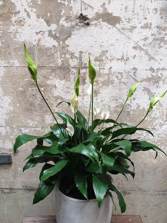 The Peace Lilly Plant
