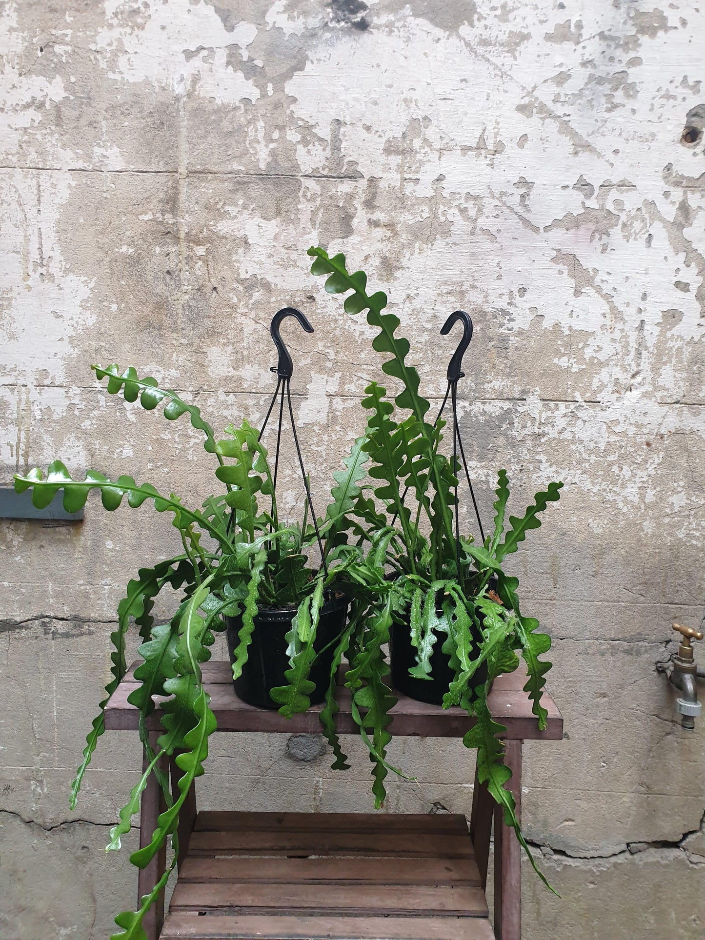 Hanging Plant - Living Gift