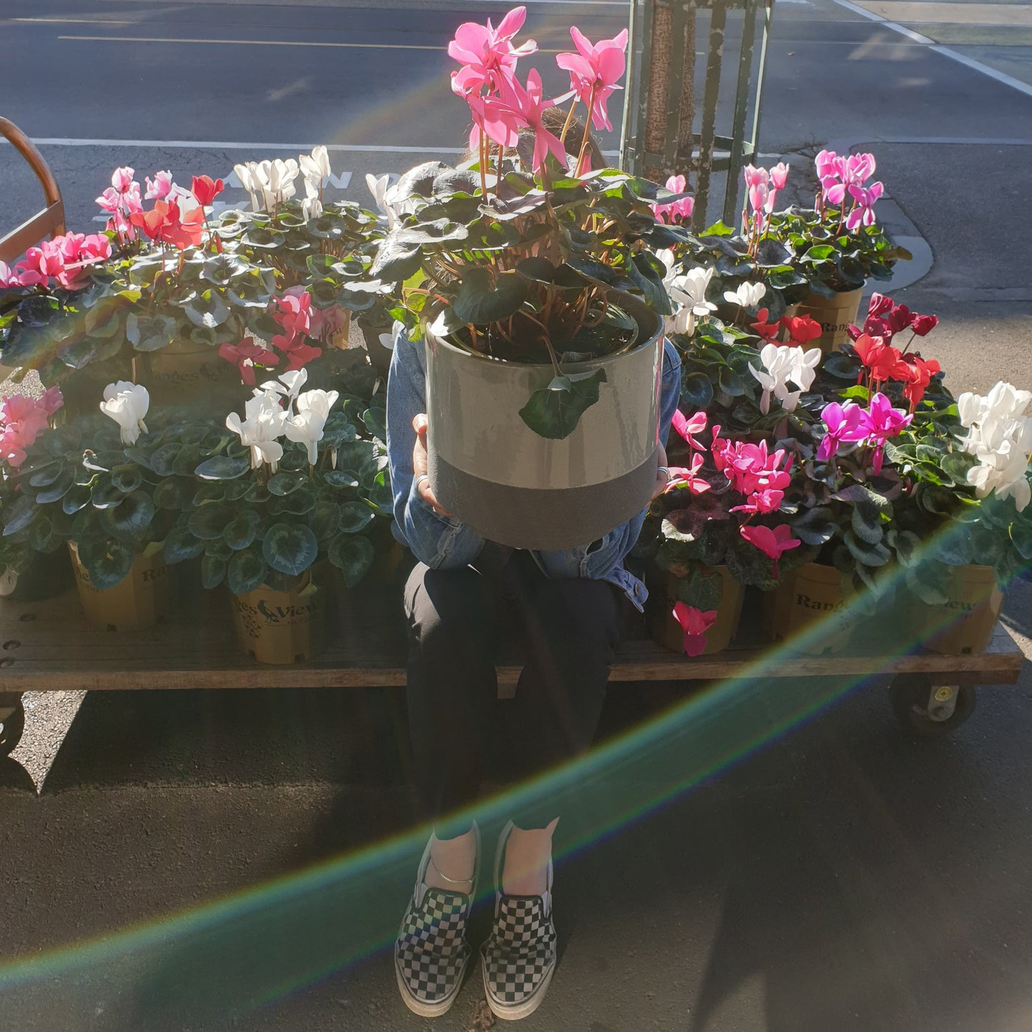 Beautiful Cyclamen Living Plant