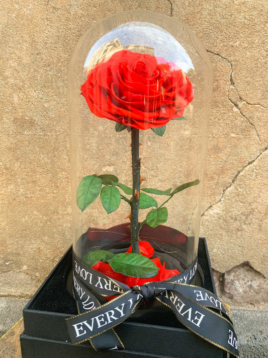 External Preserved Rose