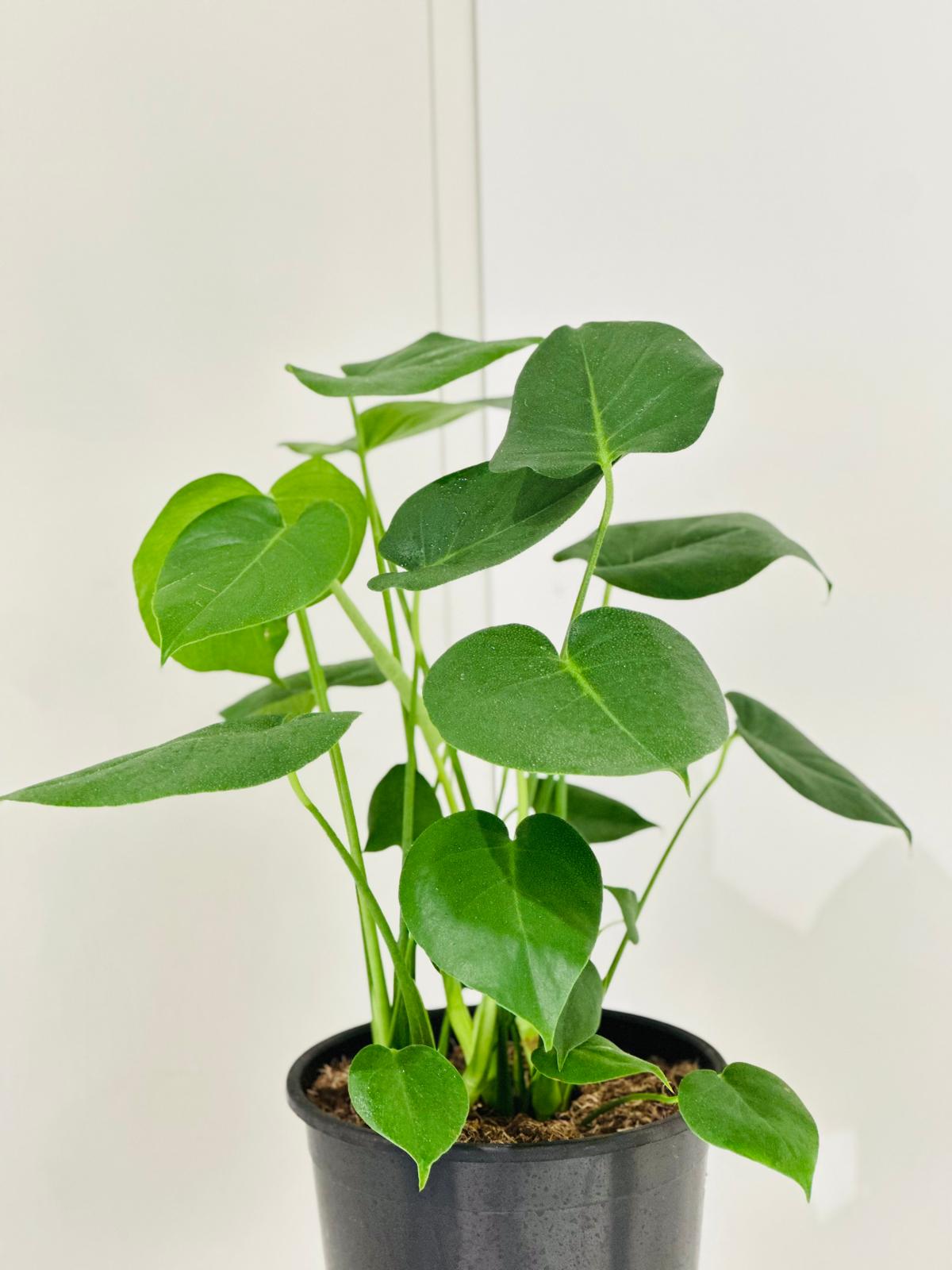 Monstera Plant